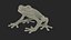 Red-Eyed Tree Frog