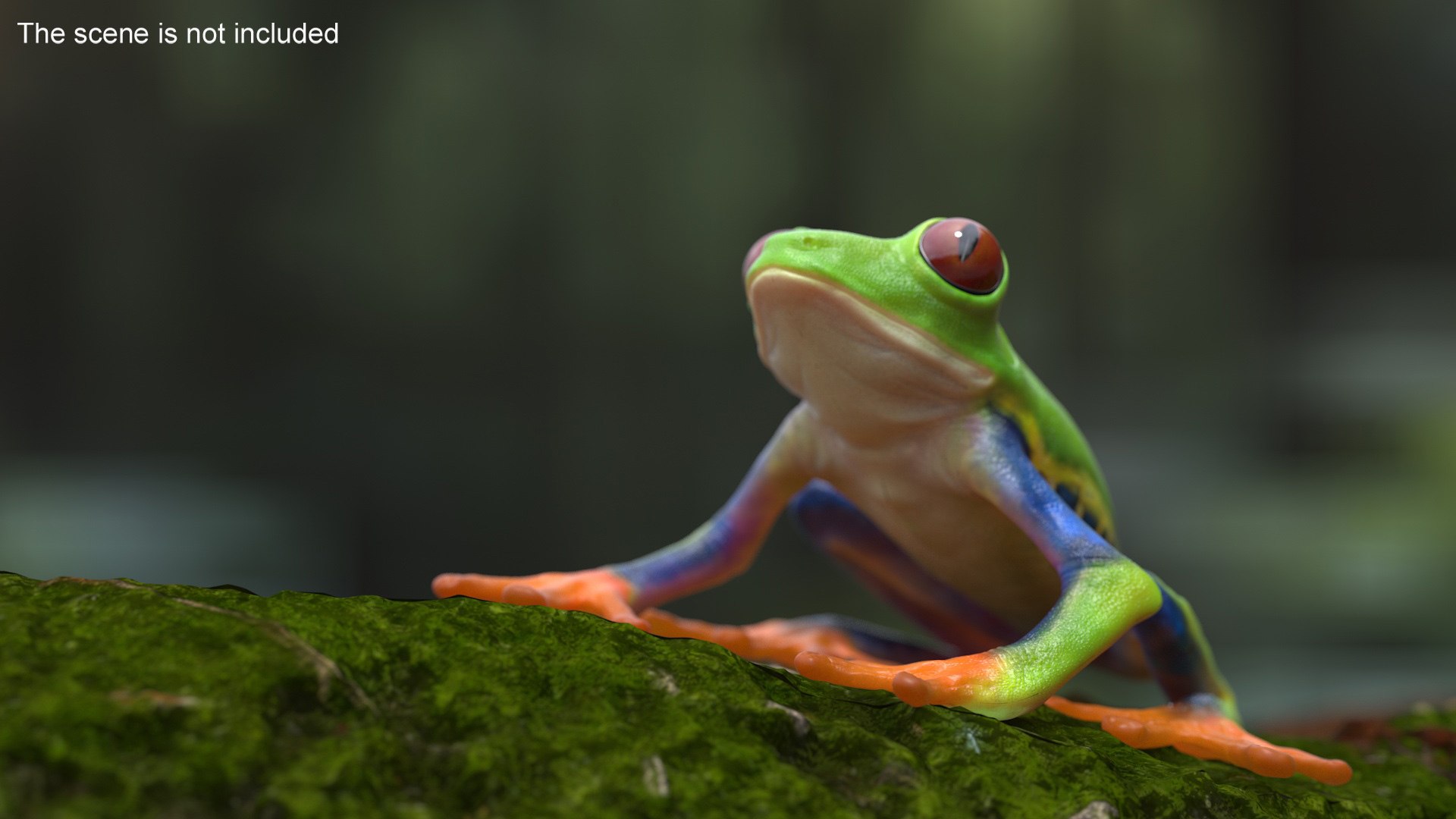 Red-Eyed Tree Frog 3D model https://p.turbosquid.com/ts-thumb/wM/iNlVCg/fT/redeyedtreefrogc4dmodel006/jpg/1724309296/1920x1080/fit_q87/4ebeb48359b91387ad06646ca6c037a0f71b8beb/redeyedtreefrogc4dmodel006.jpg
