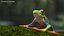 Red-Eyed Tree Frog