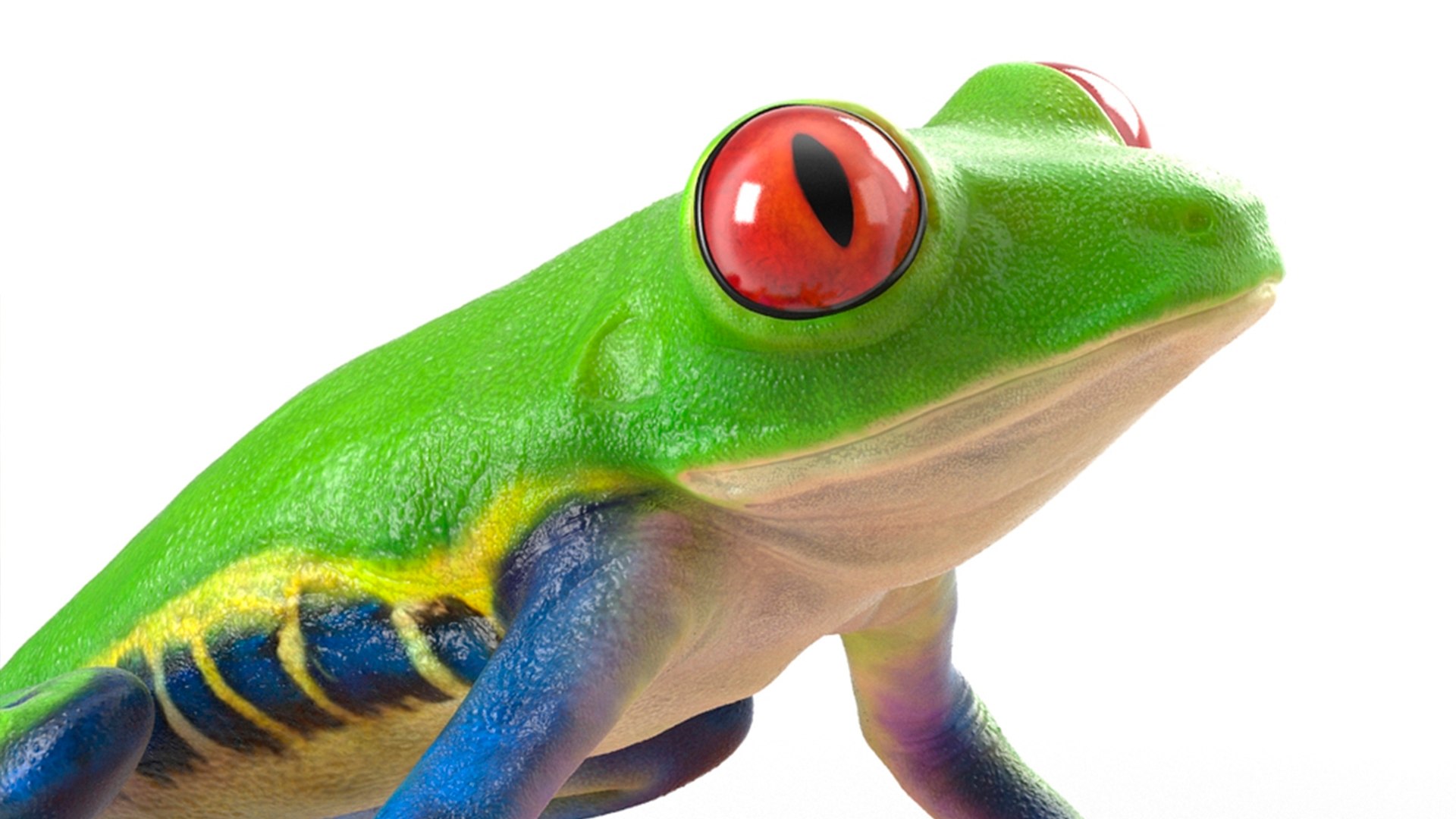 Red-Eyed Tree Frog 3D model https://p.turbosquid.com/ts-thumb/wM/iNlVCg/gr/redeyedtreefrogc4dmodel014/jpg/1724309334/1920x1080/fit_q87/95c5b838181a69f31aa729f0bb04125e497144f1/redeyedtreefrogc4dmodel014.jpg