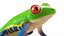 Red-Eyed Tree Frog