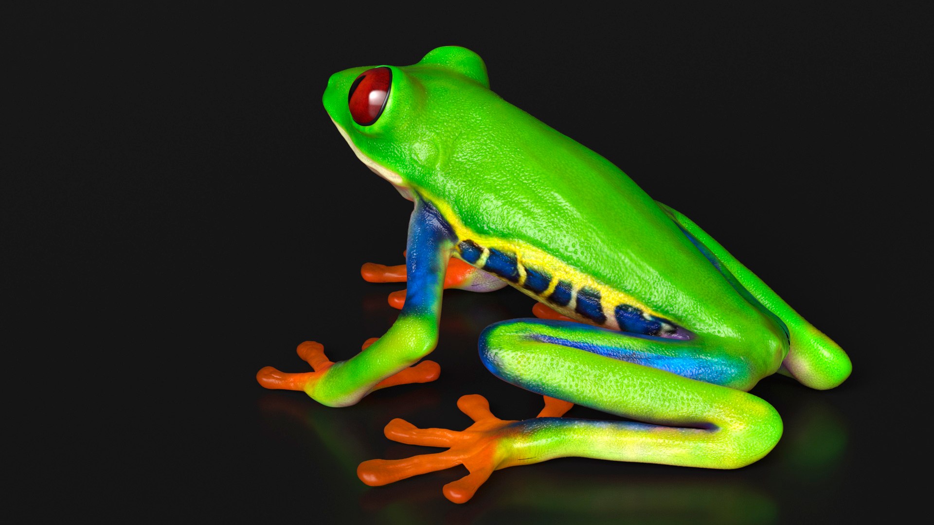 Red-Eyed Tree Frog 3D model https://p.turbosquid.com/ts-thumb/wM/iNlVCg/xn/redeyedtreefrogc4dmodel009/jpg/1724309306/1920x1080/fit_q87/da9af345c956b8c1de09b1e65a41d789e182ab46/redeyedtreefrogc4dmodel009.jpg