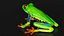 Red-Eyed Tree Frog