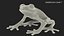 Red-Eyed Tree Frog