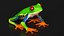 Red-Eyed Tree Frog