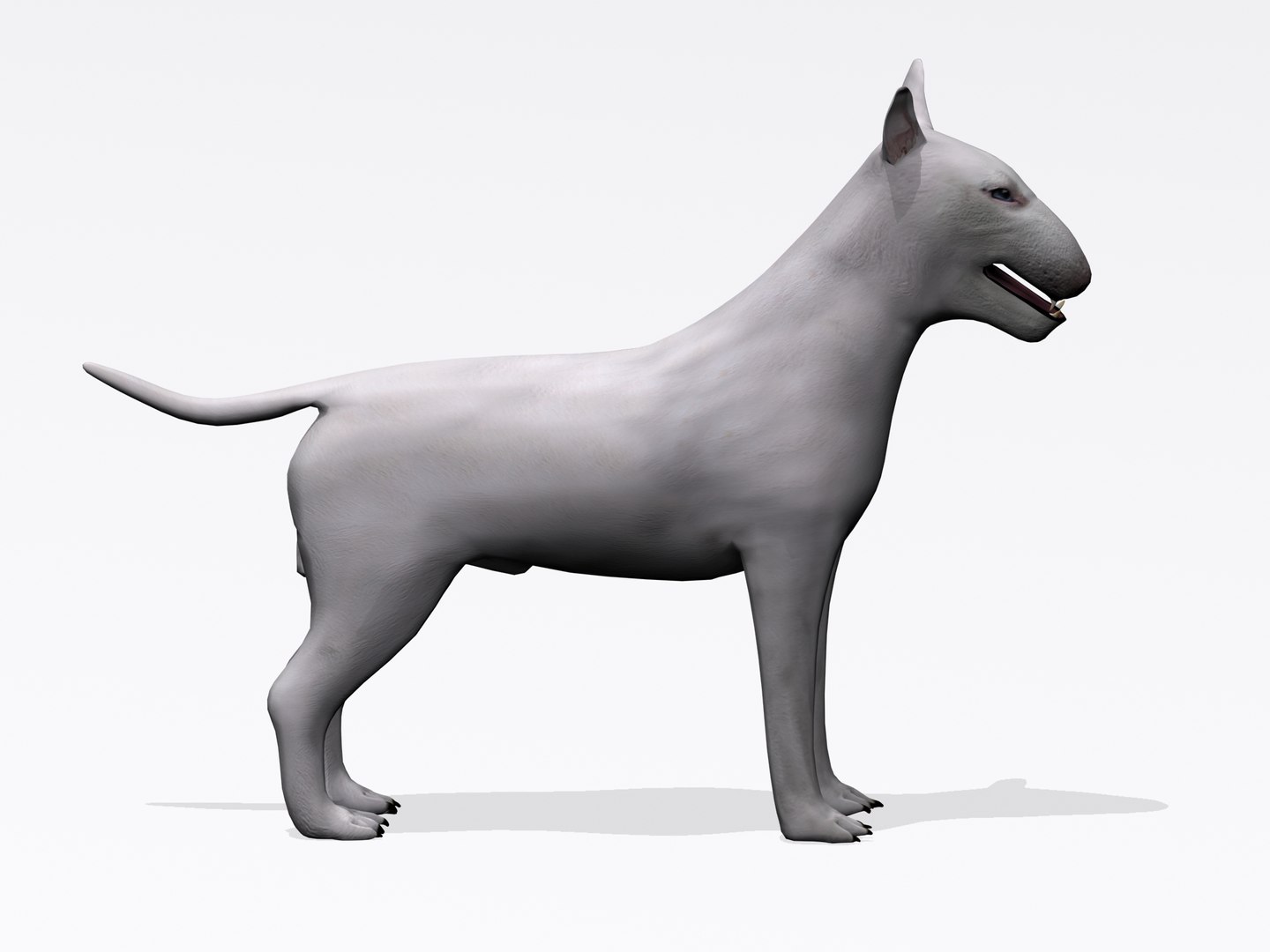 3d bull terrier https://p.turbosquid.com/ts-thumb/wM/lEXndw/v5AyLtVO/bt4/jpg/1363510031/1920x1080/fit_q87/166a1383236786f7198cec2366c4197d142782c4/bt4.jpg