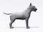 Bull terrier