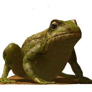 frog animations 3D model