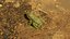 frog animations 3D model