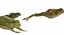 frog animations 3D model