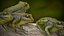frog animations 3D model