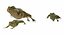 frog animations 3D model