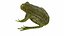 frog animations 3D model