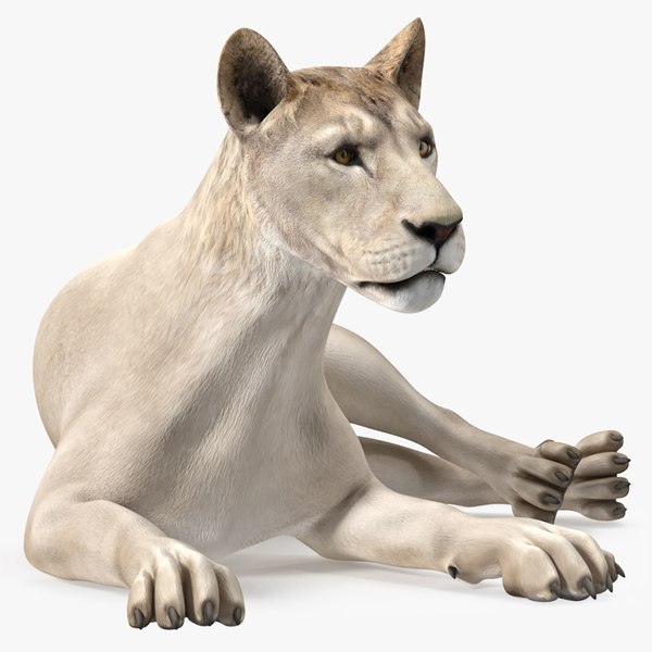 3D Young White Lion Rigged for Maya model