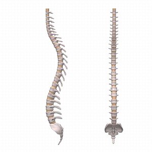 spine