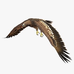 Imperial Eagle Pose 4
