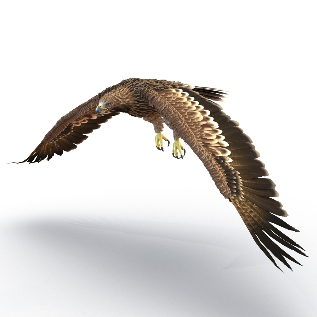 Imperial Eagle Pose 4 3D model preview