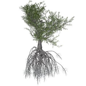3D Red Mangrove Tree - 02 - model