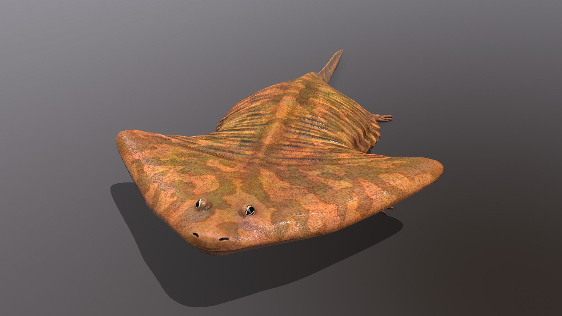 3D Diplocaulus Magnicornis - TurboSquid 1455433