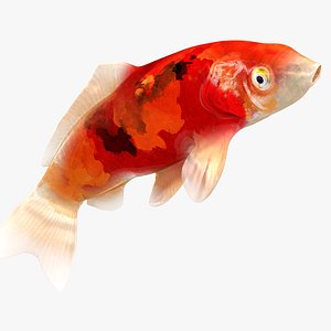 3D Japanese Carp Fish Rigged L1715