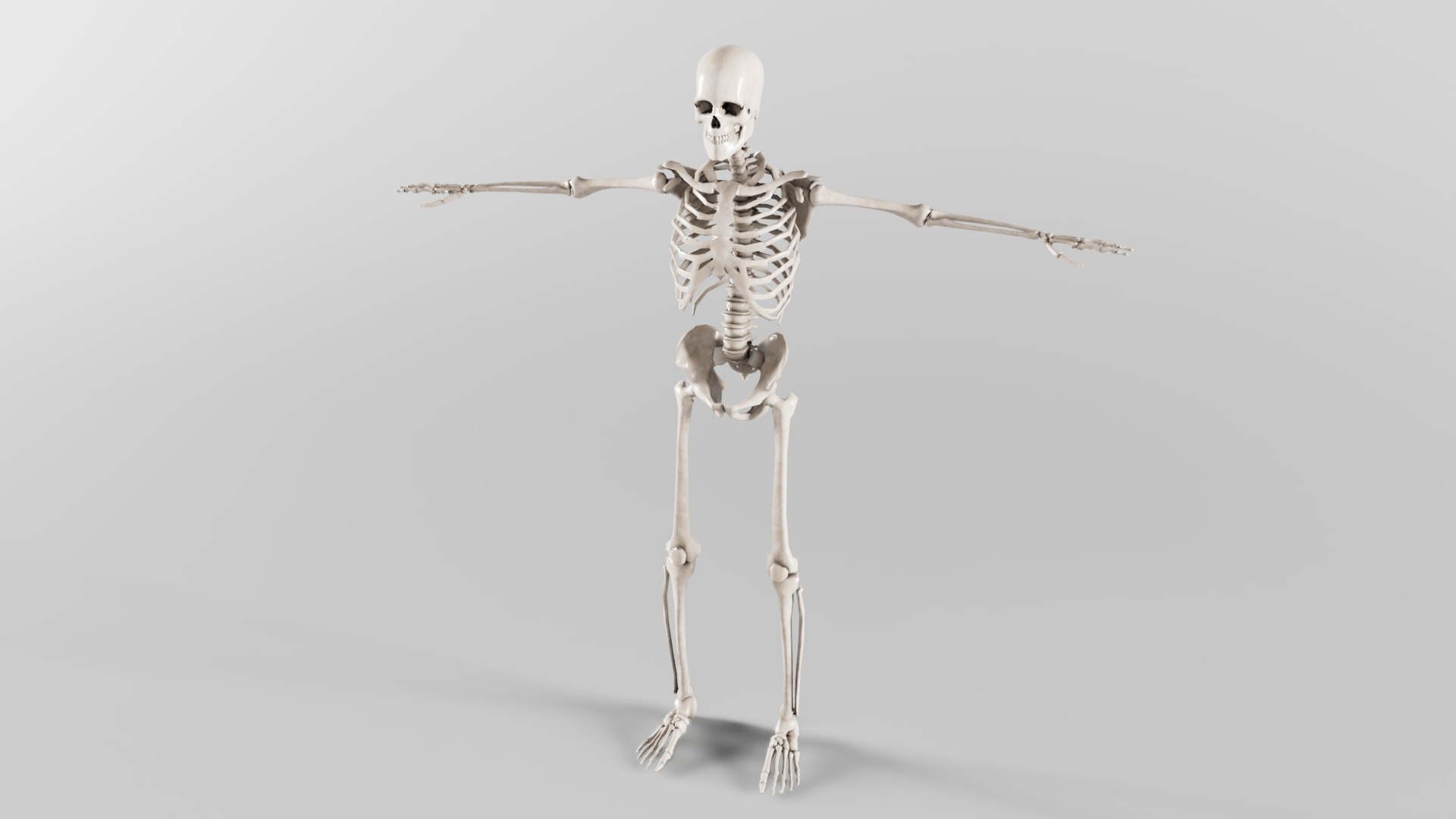 3d Skeleton System Model - Turbosquid 2022159