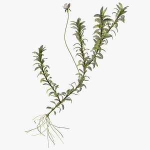 Aquatic Plant Elodea Adult