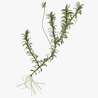 Aquatic Plant Elodea Adult