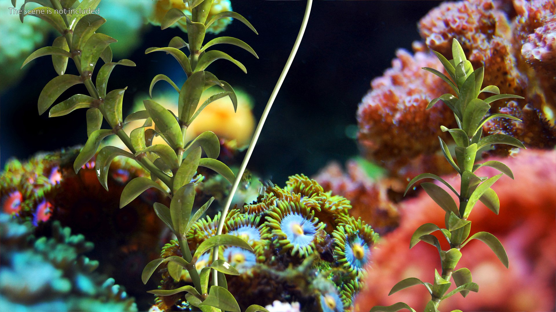 Aquatic Plant Elodea Adult 3D model https://p.turbosquid.com/ts-thumb/wN/Ot0f8x/94/aquaticplantelodeaadult3dsmodel006/jpg/1671775489/1920x1080/fit_q87/e1206f4100a9e4b83e8de6a90911934086194d6c/aquaticplantelodeaadult3dsmodel006.jpg
