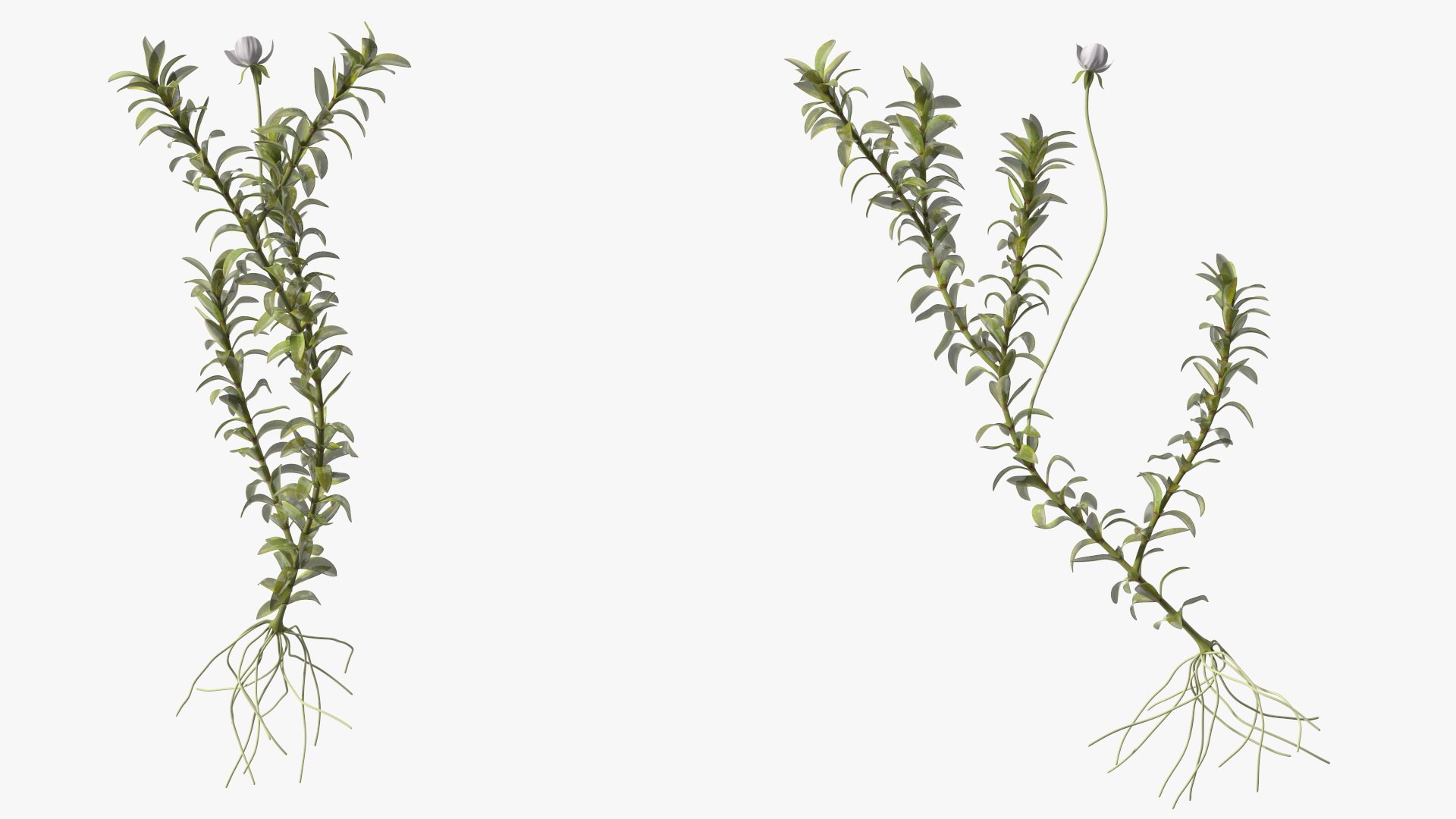 Aquatic Plant Elodea Adult 3D model https://p.turbosquid.com/ts-thumb/wN/Ot0f8x/DC/aquaticplantelodeaadult3dsmodel010/jpg/1671775506/1920x1080/fit_q87/ef01ae8e67eaa1ccc8ffedc2b8b92a9d23d79d86/aquaticplantelodeaadult3dsmodel010.jpg