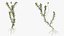 Wasserpflanze Elodea Adult