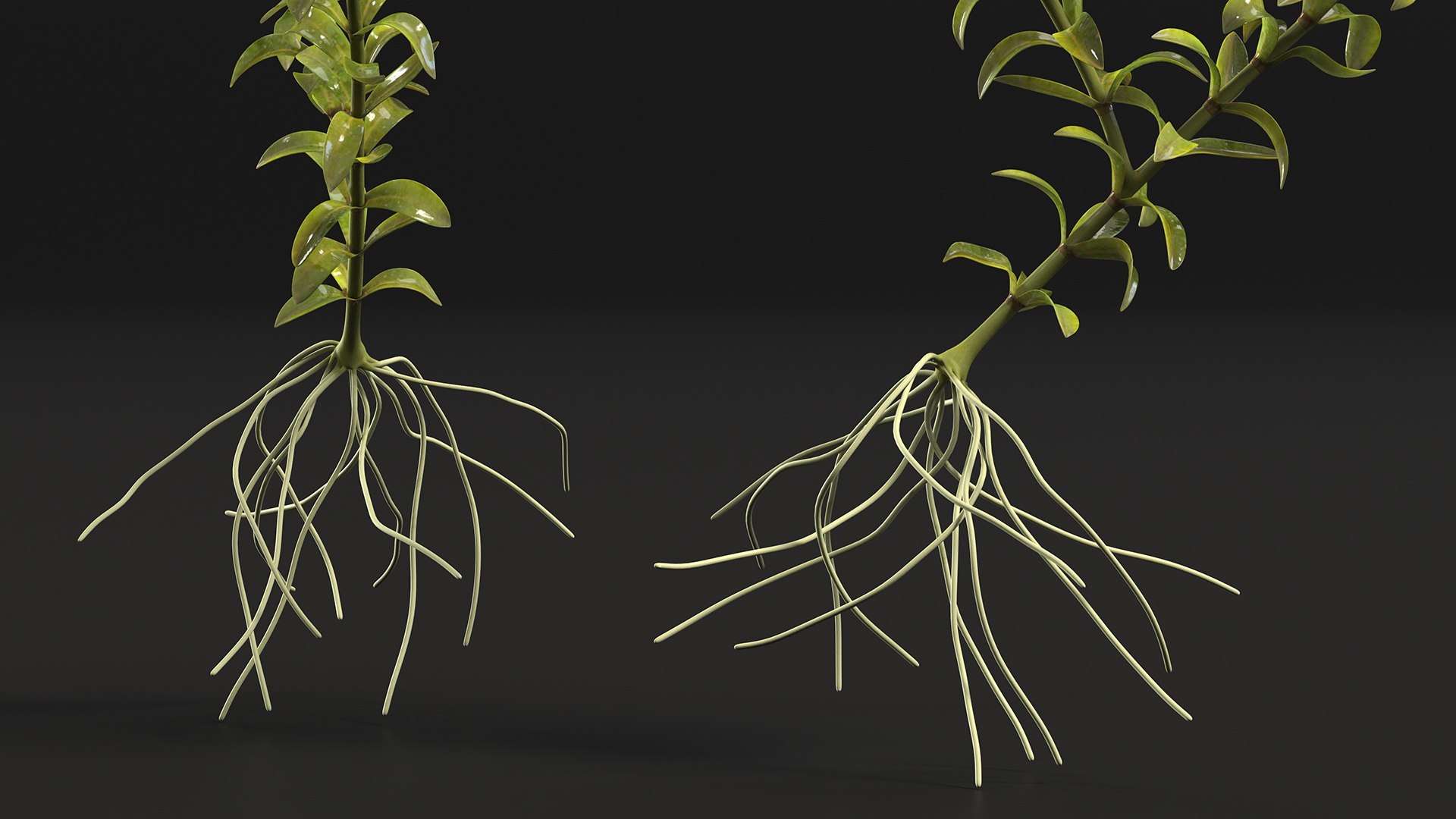 Aquatic Plant Elodea Adult 3D model https://p.turbosquid.com/ts-thumb/wN/Ot0f8x/GN/aquaticplantelodeaadult3dsmodel009/jpg/1671775501/1920x1080/fit_q87/d9ca5153f87a27673204ac37f9b7e10a333d65cf/aquaticplantelodeaadult3dsmodel009.jpg