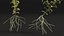 Wasserpflanze Elodea Adult