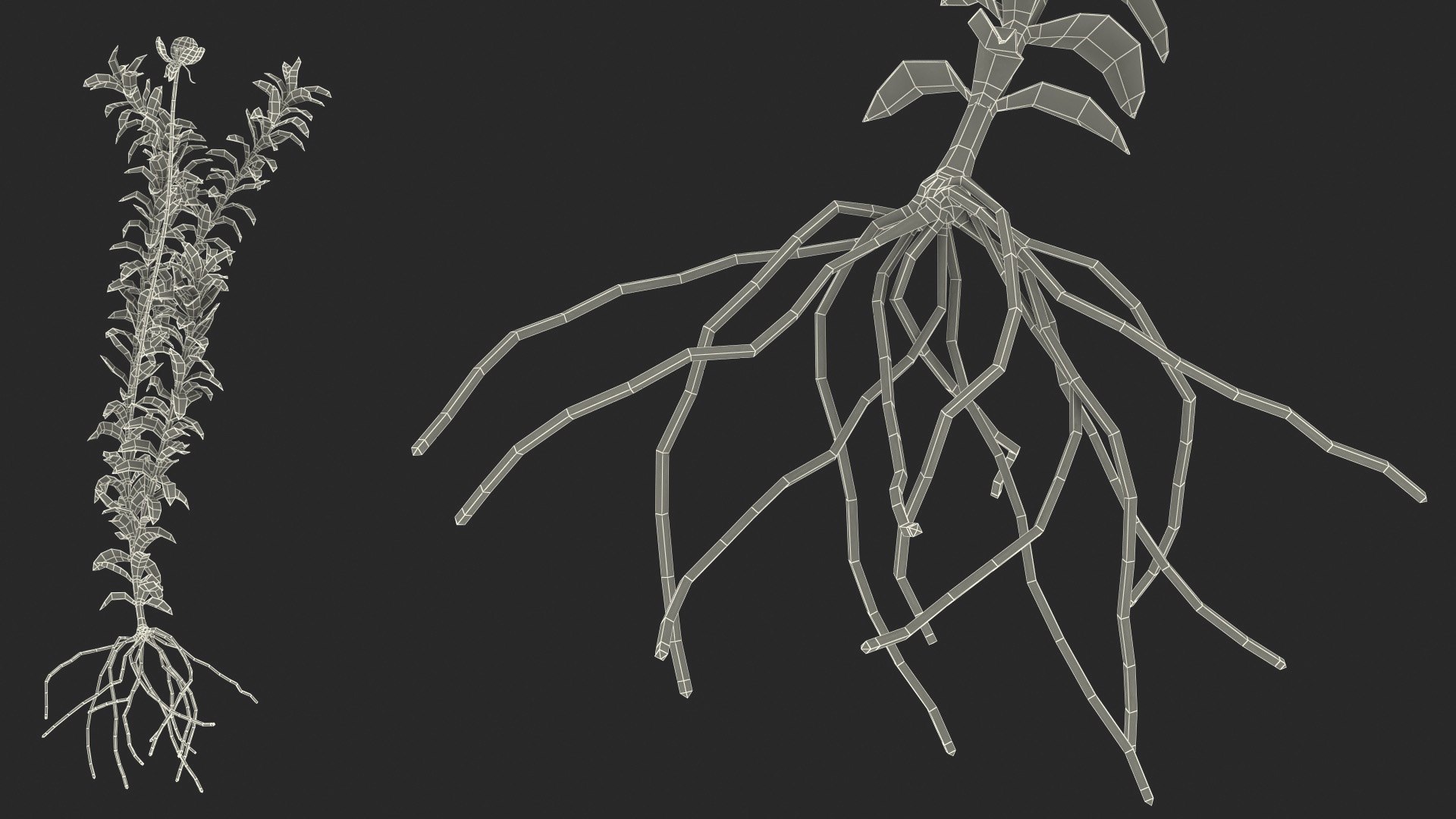 Aquatic Plant Elodea Adult 3D model https://p.turbosquid.com/ts-thumb/wN/Ot0f8x/Oy/aquaticplantelodeaadult3dsmodel021/jpg/1671775548/1920x1080/fit_q87/148a0d5332e27979f4d4be5872ca046a72e1f9e2/aquaticplantelodeaadult3dsmodel021.jpg