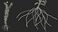 Wasserpflanze Elodea Adult