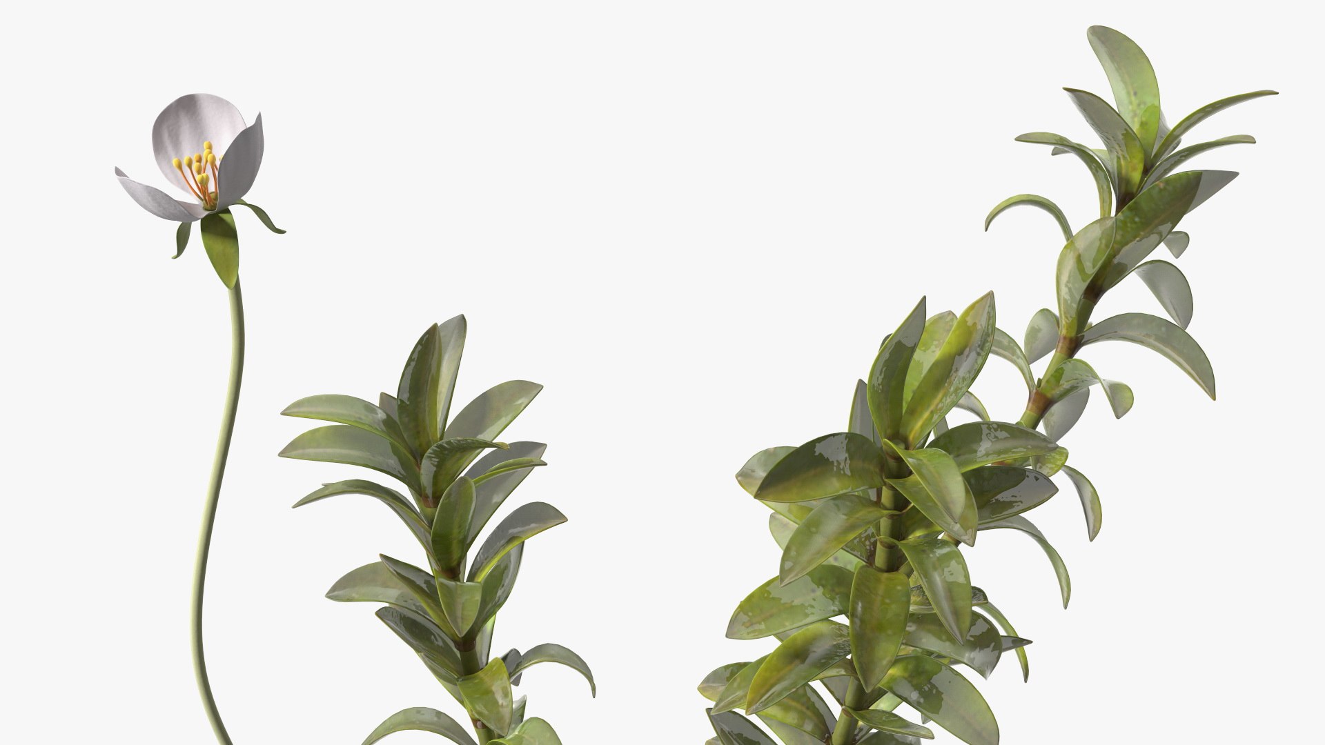 Aquatic Plant Elodea Adult 3D model https://p.turbosquid.com/ts-thumb/wN/Ot0f8x/Rj/aquaticplantelodeaadult3dsmodel012/jpg/1671775513/1920x1080/fit_q87/a7d782834d3fba968fb5d6cbd5cb9f7e35ffa1af/aquaticplantelodeaadult3dsmodel012.jpg