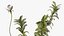 Wasserpflanze Elodea Adult
