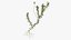 Wasserpflanze Elodea Adult