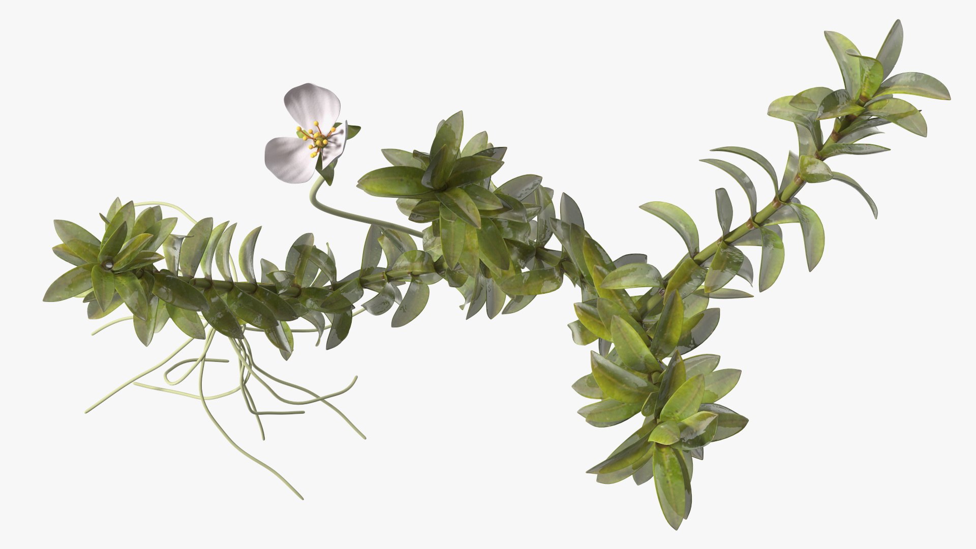 Aquatic Plant Elodea Adult 3D model https://p.turbosquid.com/ts-thumb/wN/Ot0f8x/Yq/aquaticplantelodeaadult3dsmodel014/jpg/1671775521/1920x1080/fit_q87/9dbe217a7800342fda2ddc1ae519d9ac8fa58a4c/aquaticplantelodeaadult3dsmodel014.jpg