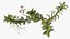 Wasserpflanze Elodea Adult