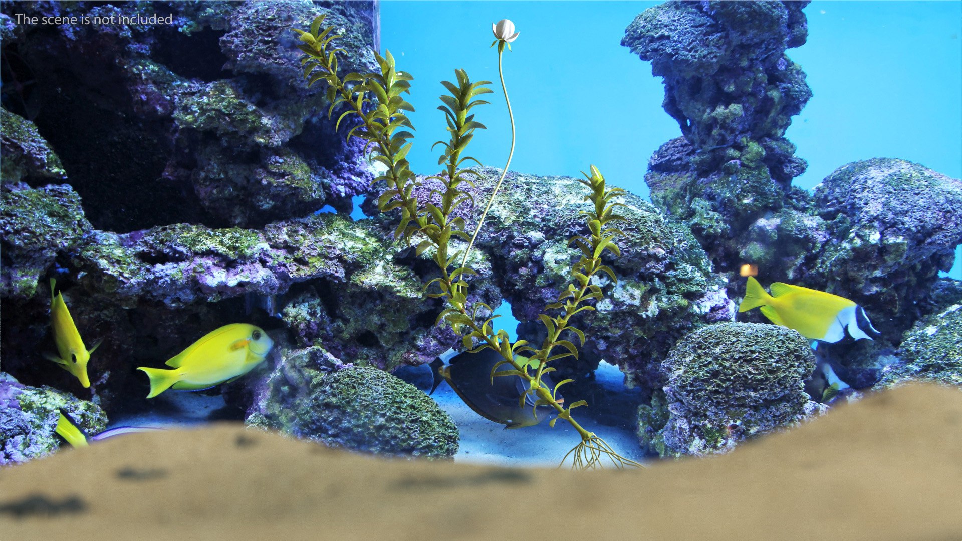 Aquatic Plant Elodea Adult 3D model https://p.turbosquid.com/ts-thumb/wN/Ot0f8x/dO/aquaticplantelodeaadult3dsmodel003/jpg/1671775477/1920x1080/fit_q87/5addc9ec853d8ff8da952454519267859b3b025d/aquaticplantelodeaadult3dsmodel003.jpg