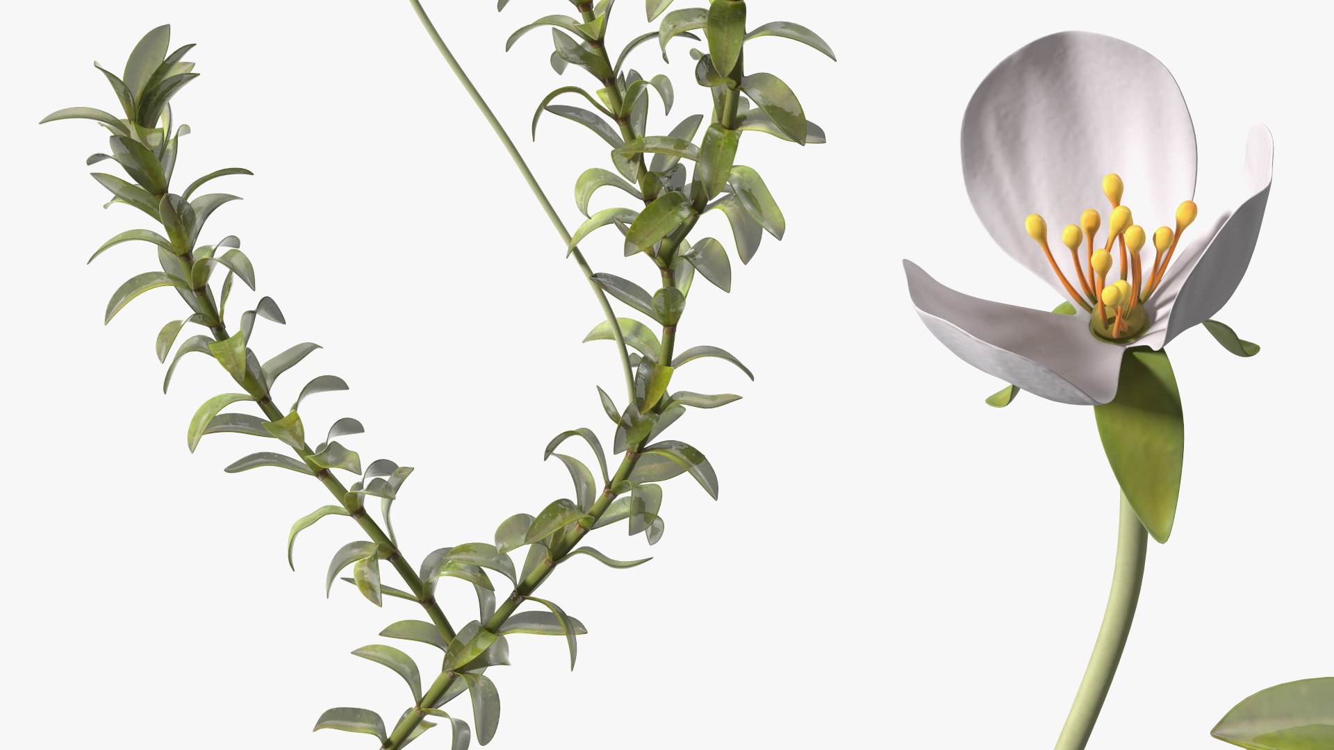 Aquatic Plant Elodea Adult 3D model https://p.turbosquid.com/ts-thumb/wN/Ot0f8x/en/aquaticplantelodeaadult3dsmodel013/jpg/1671775517/1920x1080/fit_q87/c7c8ca4f05c7785f2d90e1b0805fe522a14e761e/aquaticplantelodeaadult3dsmodel013.jpg