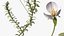 Wasserpflanze Elodea Adult
