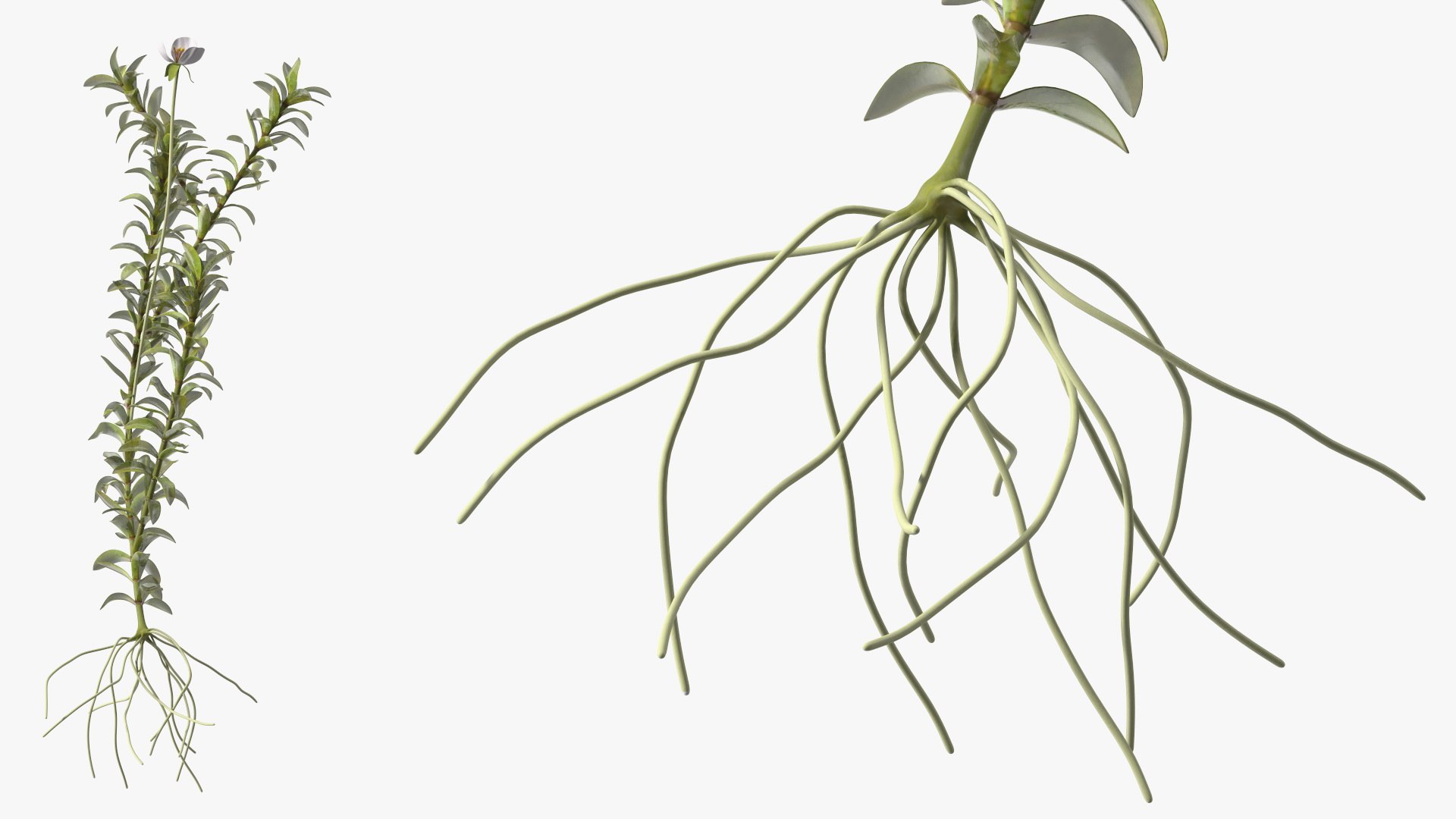 Aquatic Plant Elodea Adult 3D model https://p.turbosquid.com/ts-thumb/wN/Ot0f8x/f5/aquaticplantelodeaadult3dsmodel011/jpg/1671775510/1920x1080/fit_q87/b377113085040845569f268cb97b3ed2085c774e/aquaticplantelodeaadult3dsmodel011.jpg