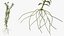 Wasserpflanze Elodea Adult