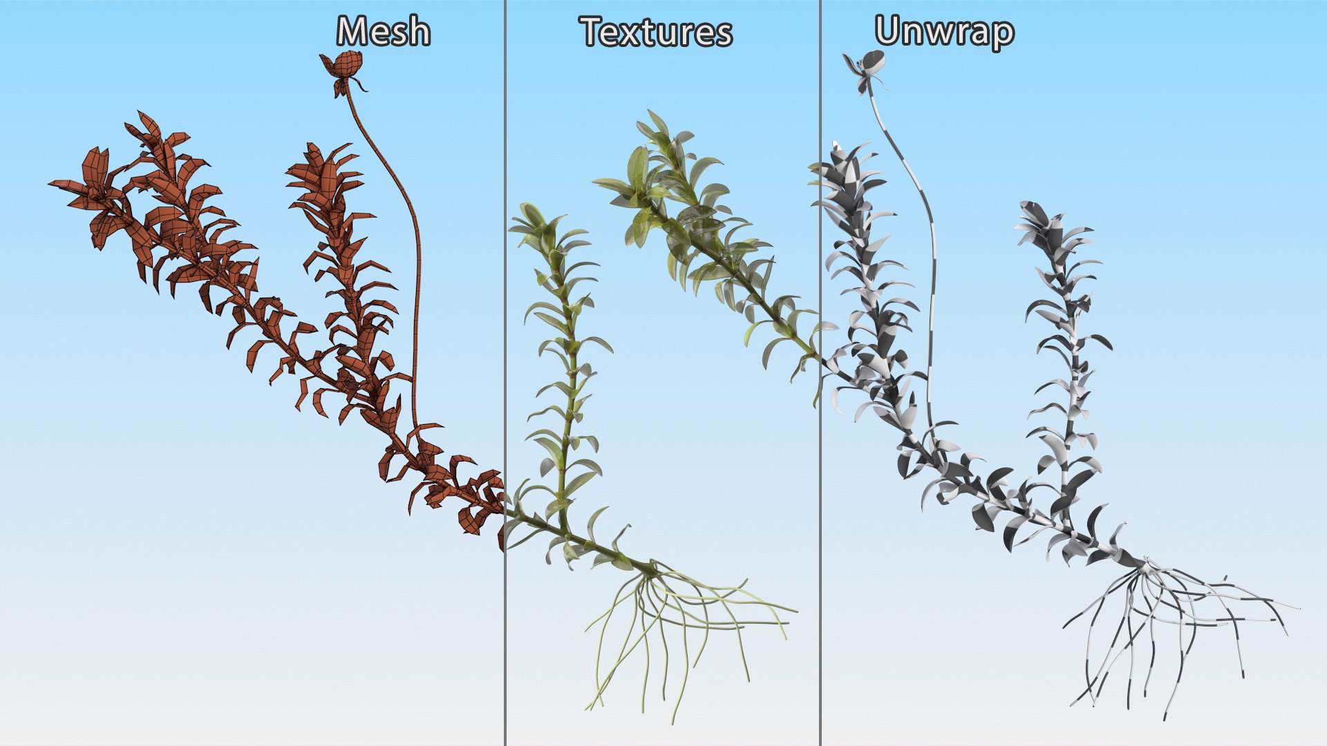 Aquatic Plant Elodea Adult 3D model https://p.turbosquid.com/ts-thumb/wN/Ot0f8x/j7/aquaticplantelodeaadult3dsmodel015/jpg/1671775525/1920x1080/fit_q87/f6786e04a41e35d920c2fcf522859a3500f37e73/aquaticplantelodeaadult3dsmodel015.jpg