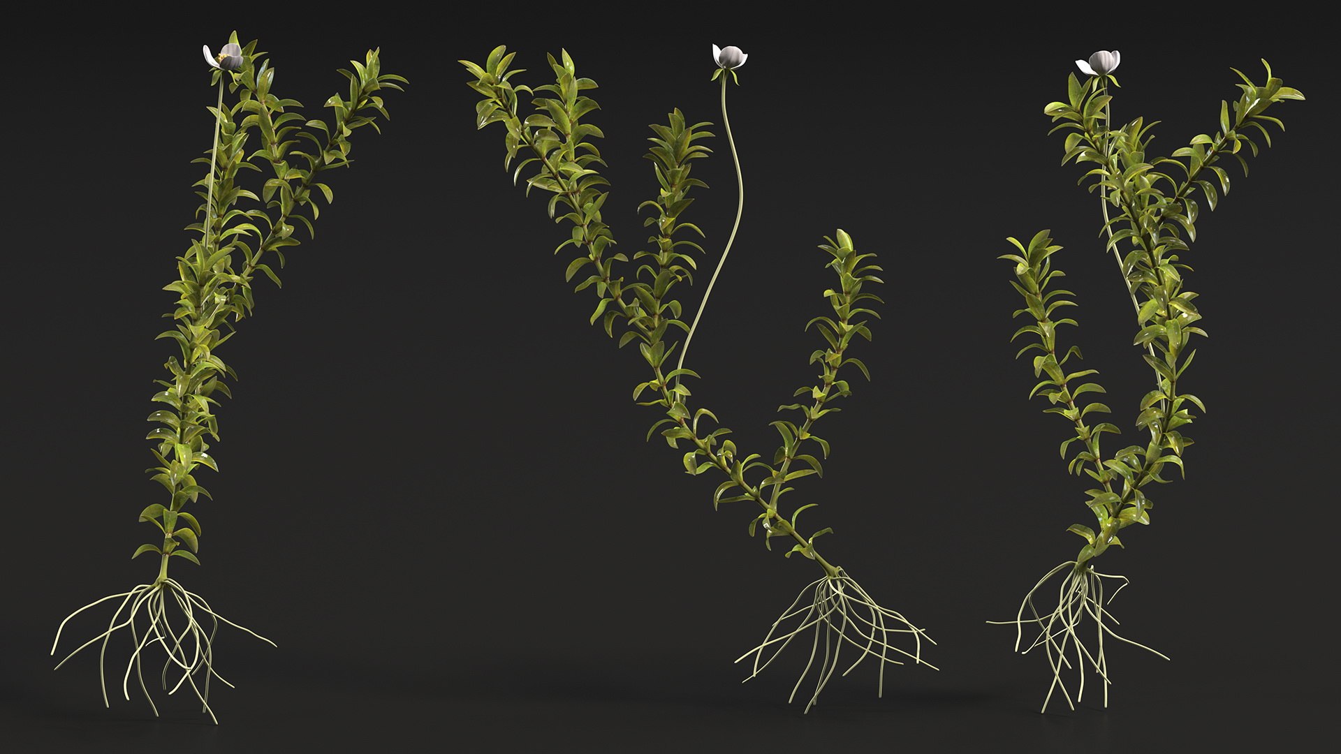 Aquatic Plant Elodea Adult 3D model https://p.turbosquid.com/ts-thumb/wN/Ot0f8x/lt/aquaticplantelodeaadult3dsmodel007/jpg/1671775492/1920x1080/fit_q87/545004ae27ef2e003a27517b4d4c7f0e27c44713/aquaticplantelodeaadult3dsmodel007.jpg