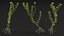 Wasserpflanze Elodea Adult
