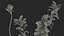Wasserpflanze Elodea Adult