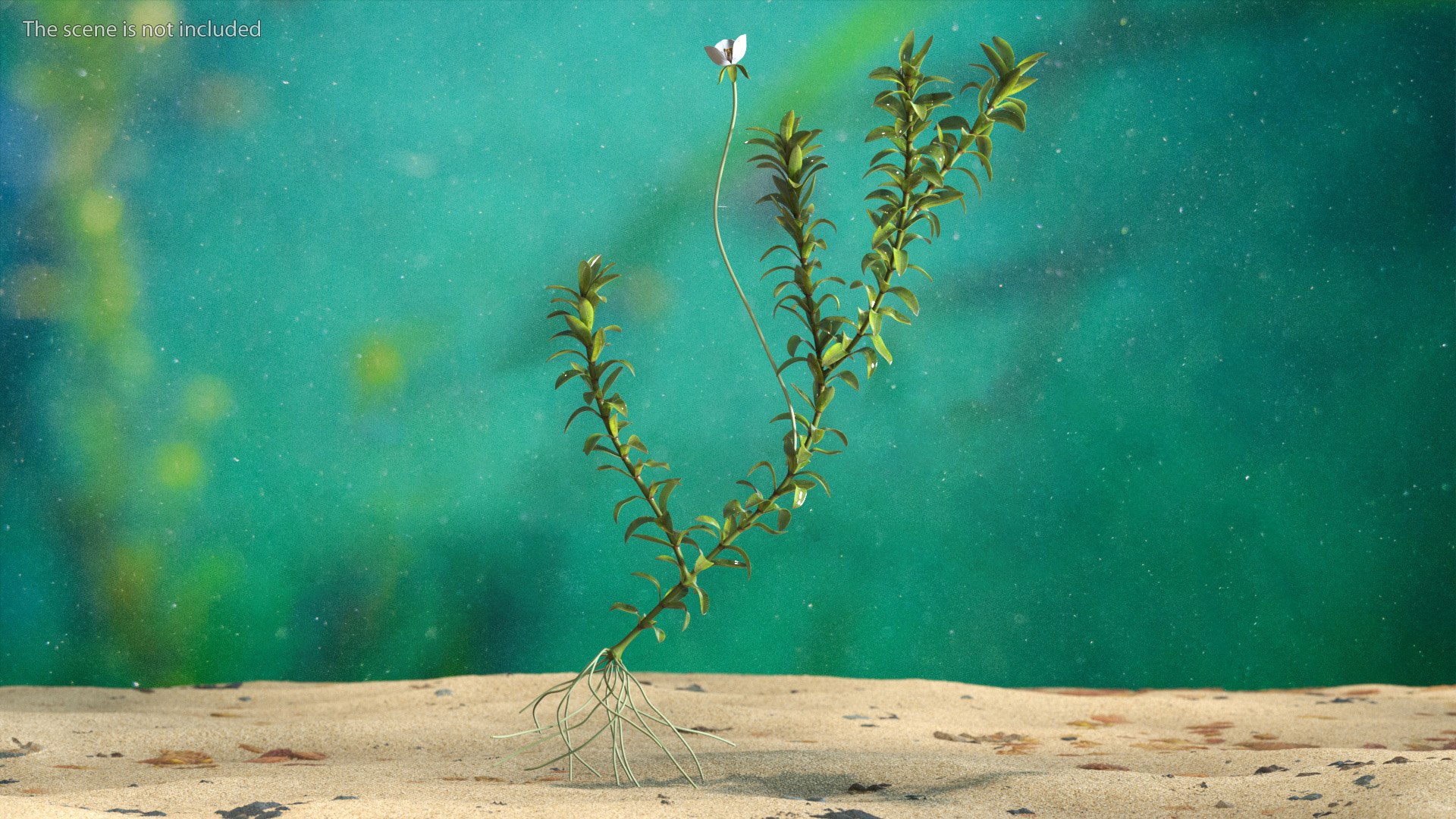 Aquatic Plant Elodea Adult 3D model https://p.turbosquid.com/ts-thumb/wN/Ot0f8x/o9/aquaticplantelodeaadult3dsmodel002/jpg/1671775474/1920x1080/fit_q87/d3e2586f20e89cabde42a60b8b04c31ad0f7e827/aquaticplantelodeaadult3dsmodel002.jpg