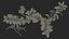 Wasserpflanze Elodea Adult